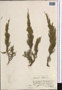 Juniperus sabina L., Middle Asia, Dzungarian Alatau & Tarbagatai (M5) (Kazakhstan)