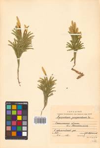 Dendrolycopodium obscurum (L.) A. Haines, Siberia, Russian Far East (S6) (Russia)