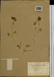 Aconitum delphinifolium DC., Siberia, Chukotka & Kamchatka (S7) (Russia)