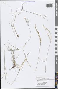 Agrostis canina L., Eastern Europe, Middle Volga region (E8) (Russia)