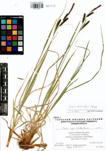 Carex heterolepis Bunge, Siberia, Baikal & Transbaikal region (S4) (Russia)