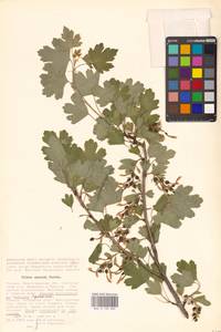 Ribes aureum Pursh, Eastern Europe, Lower Volga region (E9) (Russia)