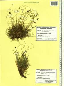 Carex melanocarpa Cham. ex Trautv., Siberia, Central Siberia (S3) (Russia)