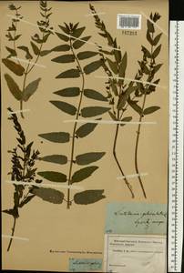 Scutellaria galericulata L., Eastern Europe, Moscow region (E4a) (Russia)