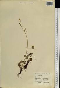 Ranunculus propinquus subsp. subborealis (Tzvelev) Kuvaev, Siberia, Baikal & Transbaikal region (S4) (Russia)