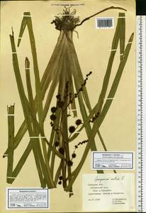 Sparganium erectum L., Eastern Europe, Central forest-and-steppe region (E6) (Russia)