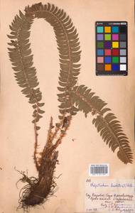 Polystichum lonchitis (L.) Roth, Eastern Europe, Northern region (E1) (Russia)