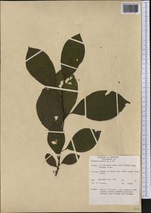 Lindera benzoin (L.) Meisn., America (AMER) (United States)