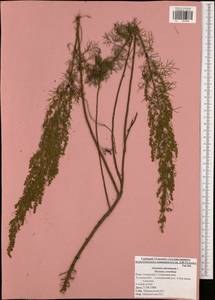 Artemisia abrotanum L., Eastern Europe, Central region (E4) (Russia)