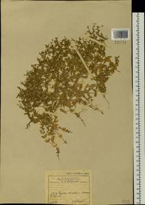 Mesostemma dichotomum (L.) Arabi, Rabeler & Zarre, Siberia, Baikal & Transbaikal region (S4) (Russia)