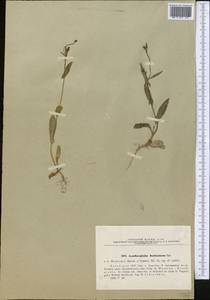 Acanthocephalus benthamianus Regel & Schmalh., Middle Asia, Northern & Central Tian Shan (M4) (Kazakhstan)