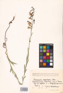 Campanula serrata (Kit. ex Schult.) Hendrych, Eastern Europe, West Ukrainian region (E13) (Ukraine)