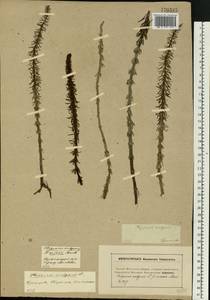 Hippuris vulgaris L., Eastern Europe, Moscow region (E4a) (Russia)