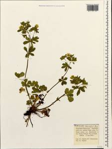 Potentilla thuringiaca Bernh. ex Link, Caucasus, Stavropol Krai, Karachay-Cherkessia & Kabardino-Balkaria (K1b) (Russia)