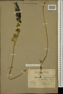 Delphinium freynii Conrath, Caucasus, Armenia (K5) (Armenia)