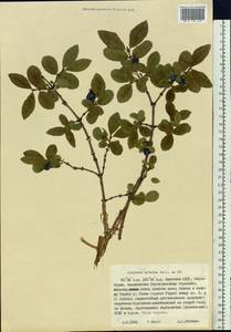 Lonicera caerulea subsp. altaica (Pall.) Gladkova, Siberia, Yakutia (S5) (Russia)