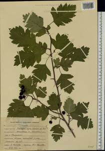 Crataegus nigra Waldst. & Kit., Eastern Europe, Central forest region (E5) (Russia)