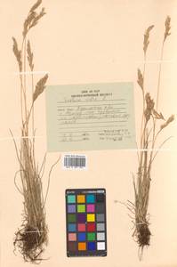 Festuca rubra L., Siberia, Russian Far East (S6) (Russia)