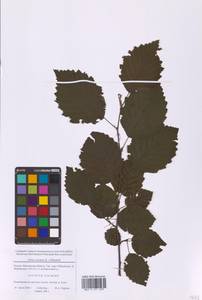 Alnus incana (L.) Moench, Eastern Europe, Moscow region (E4a) (Russia)