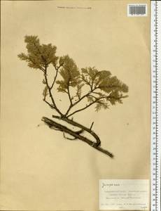 Juniperus, Siberia, Russian Far East (S6) (Russia)