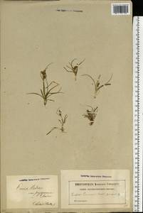 Carex oederi var. oederi, Eastern Europe, Latvia (E2b) (Latvia)