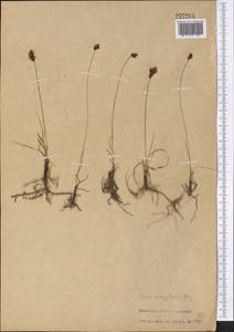 Carex pachystylis J.Gay, Middle Asia, Syr-Darian deserts & Kyzylkum (M7)