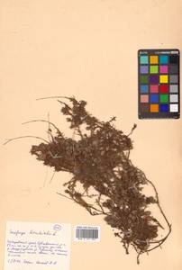 Saxifraga bronchialis L., Siberia, Russian Far East (S6) (Russia)