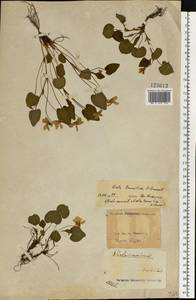 Viola tanaitica Grosset, Eastern Europe, North Ukrainian region (E11) (Ukraine)