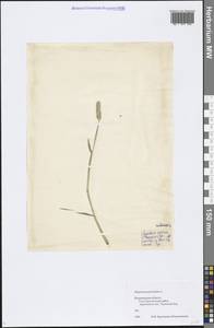 Alopecurus geniculatus L., Eastern Europe, Central region (E4) (Russia)