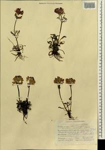 Pedicularis amoena Adams ex Steven, Siberia, Altai & Sayany Mountains (S2) (Russia)