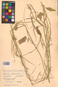 Raphanus raphanistrum L., Eastern Europe, Western region (E3) (Russia)