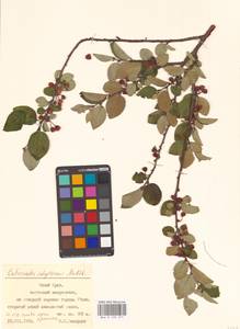 Cotoneaster integerrimus Medik., Eastern Europe, Eastern region (E10) (Russia)