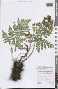 Dryopteris expansa (C. Presl) Fraser-Jenk. & Jermy, Eastern Europe, Eastern region (E10) (Russia)