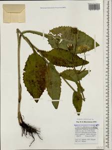 Crepis sibirica L., Caucasus, Stavropol Krai, Karachay-Cherkessia & Kabardino-Balkaria (K1b) (Russia)