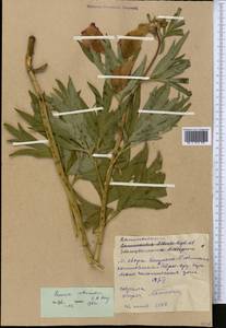 Paeonia intermedia, Middle Asia, Western Tian Shan & Karatau (M3) (Kyrgyzstan)