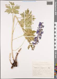 Delphinium inconspicuum Serg., Siberia, Altai & Sayany Mountains (S2) (Russia)