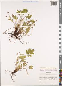 Potentilla humifusa Willd., Eastern Europe, Middle Volga region (E8) (Russia)