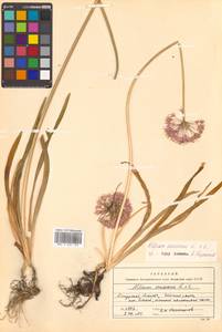 Allium senescens L., Siberia, Russian Far East (S6) (Russia)