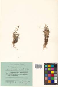 Carex capillaris subsp. fuscidula (V.I.Krecz. ex T.V.Egorova) Á.Löve & D.Löve, Siberia, Chukotka & Kamchatka (S7) (Russia)