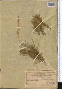 Cuscuta epithymum (L.) L., Middle Asia, Western Tian Shan & Karatau (M3) (Kazakhstan)