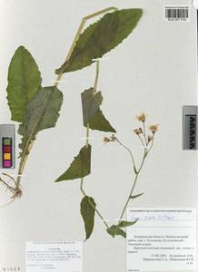 Crepis lyrata (L.) Froel., Siberia, Altai & Sayany Mountains (S2) (Russia)