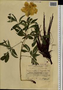 Paeonia lactiflora Pall., Siberia, Baikal & Transbaikal region (S4) (Russia)