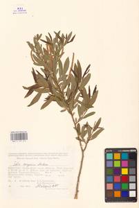 Salix songarica Andersson, Middle Asia, Muyunkumy, Balkhash & Betpak-Dala (M9) (Kazakhstan)