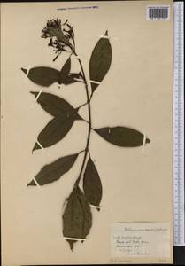 Palicourea crocea (Sw.) Schult., America (AMER) (Cuba)