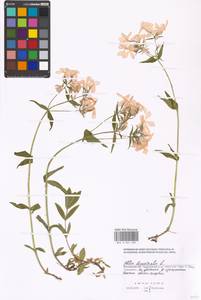 Phlox divaricata L., Eastern Europe, Moscow region (E4a) (Russia)