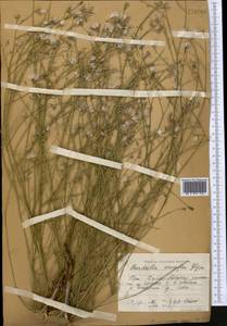 Chondrilla leiosperma Kar. & Kir., Middle Asia, Western Tian Shan & Karatau (M3) (Kazakhstan)