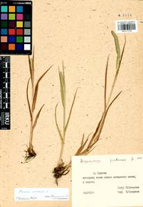 Phleum pratense L., Siberia, Baikal & Transbaikal region (S4) (Russia)