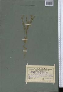 Centaurium pulchellum (Sw.) Druce, Middle Asia, Western Tian Shan & Karatau (M3) (Kazakhstan)