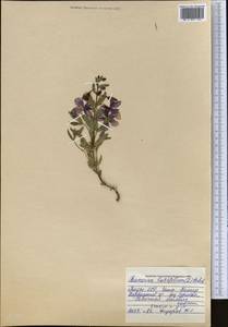 Chamaenerion latifolium (L.) Sweet, Middle Asia, Pamir & Pamiro-Alai (M2) (Tajikistan)