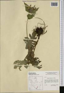 Cirsium oleraceum (L.) Scop., Western Europe (EUR) (Germany)